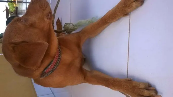 Cachorro raça Misturado idade 2 a 6 meses nome Bóris