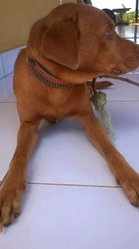 Cachorro raça Misturado idade 2 a 6 meses nome Bóris