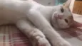 Simba