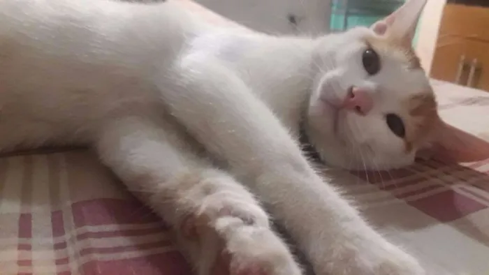 Gato raça  idade 2 a 6 meses nome Simba