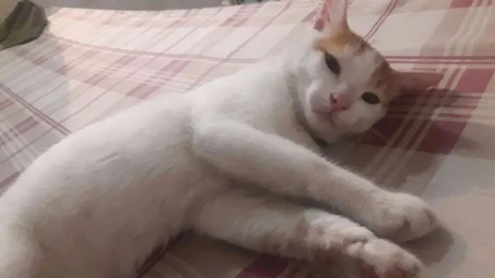 Gato raça  idade 2 a 6 meses nome Simba