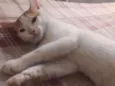 Simba