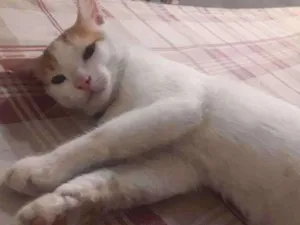 Gato raça  idade 2 a 6 meses nome Simba