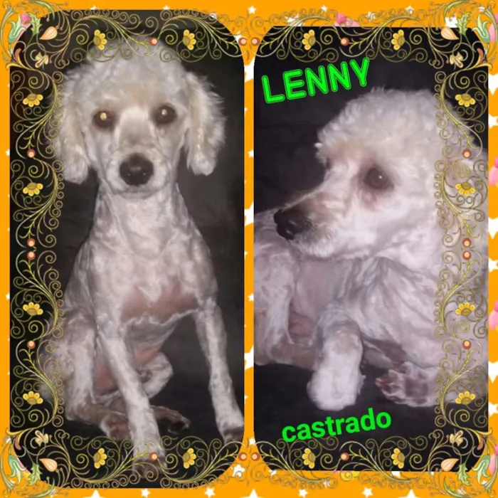 Cachorro ra a Poodle  idade 2 anos nome Lenny