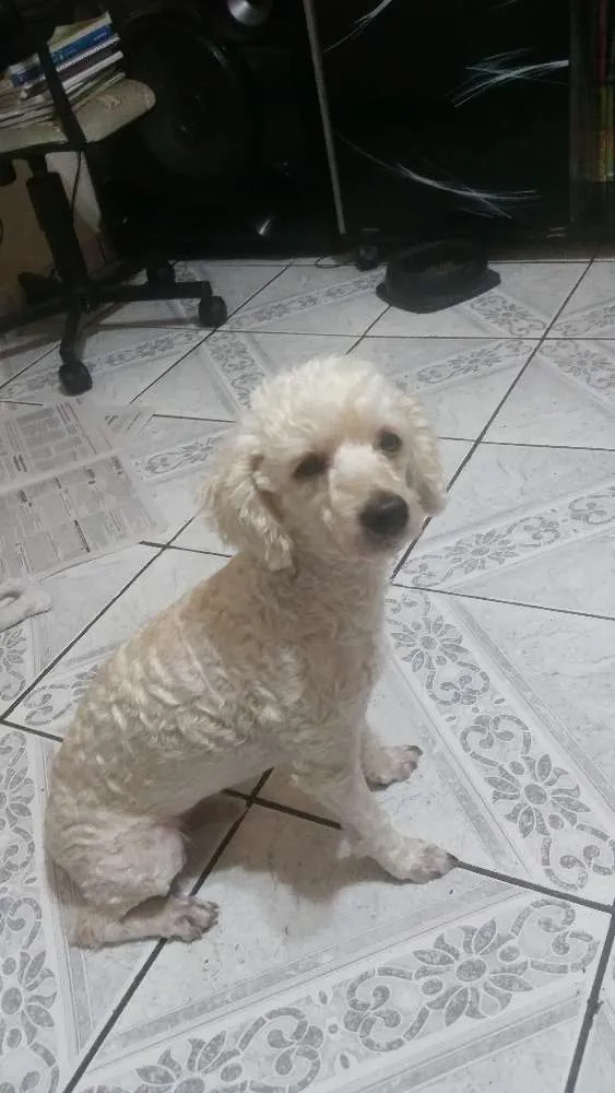 Cachorro ra a Poodle  idade 2 anos nome Lenny