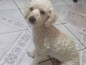 Cachorro raça Poodle  idade 2 anos nome Lenny
