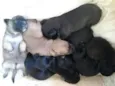 cães