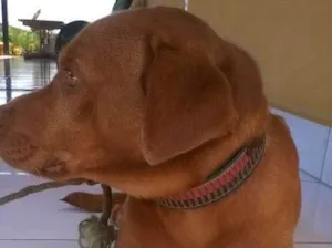 Cachorro raça Misturado idade 2 a 6 meses nome Bóris