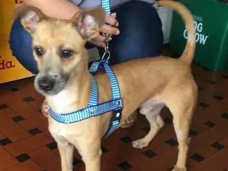 Cachorro ra a vira lata idade 1 ano nome sem nome