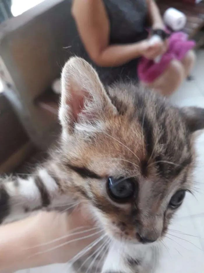 Gato raça Não sei idade Abaixo de 2 meses nome Não coloquei nome ai