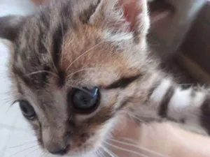 Gato raça Não sei idade Abaixo de 2 meses nome Não coloquei nome ai