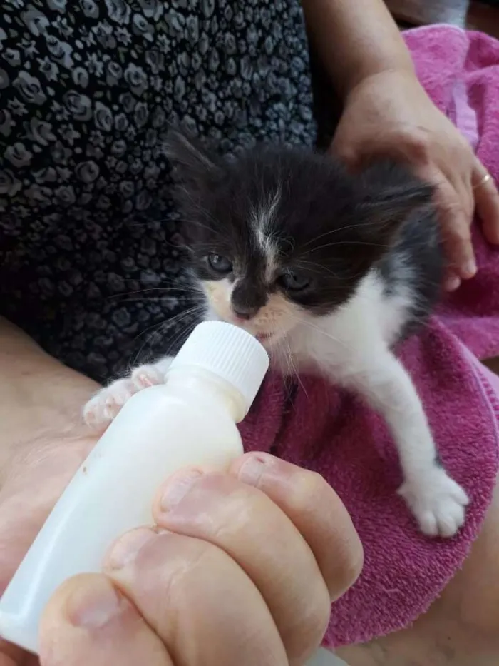 Gato raça Não sei idade Abaixo de 2 meses nome Não coloquei nome ai