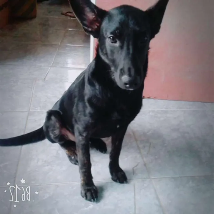 Cachorro ra a  idade 7 a 11 meses nome Thor 