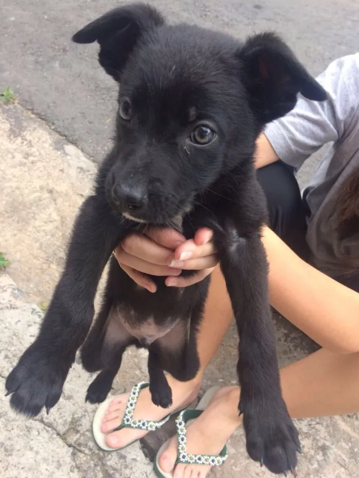 Cachorro ra a vira lata  idade 2 a 6 meses nome marlon