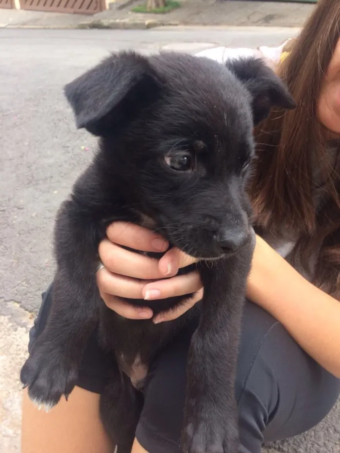Cachorro ra a vira lata  idade 2 a 6 meses nome marlon