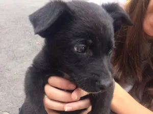 Cachorro raça vira lata  idade 2 a 6 meses nome marlon