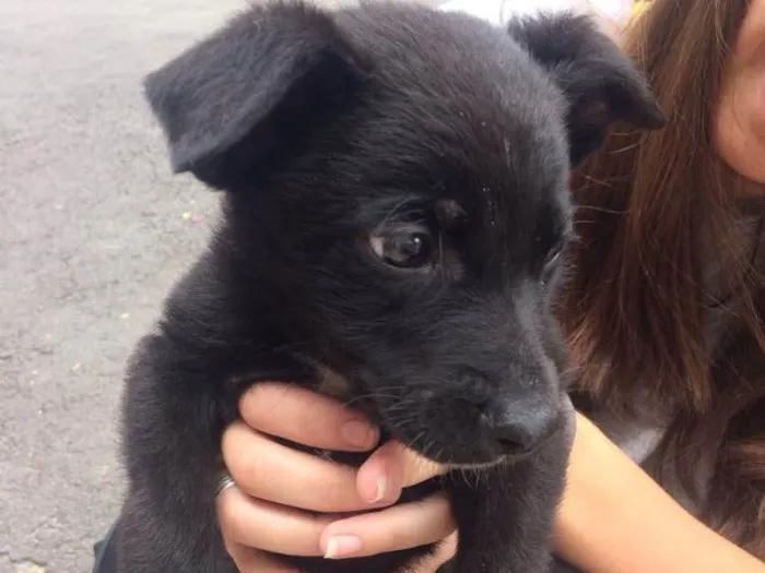 Cachorro ra a vira lata  idade 2 a 6 meses nome marlon