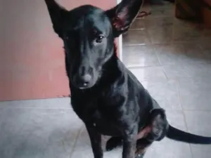 Cachorro raça  idade 7 a 11 meses nome Thor 