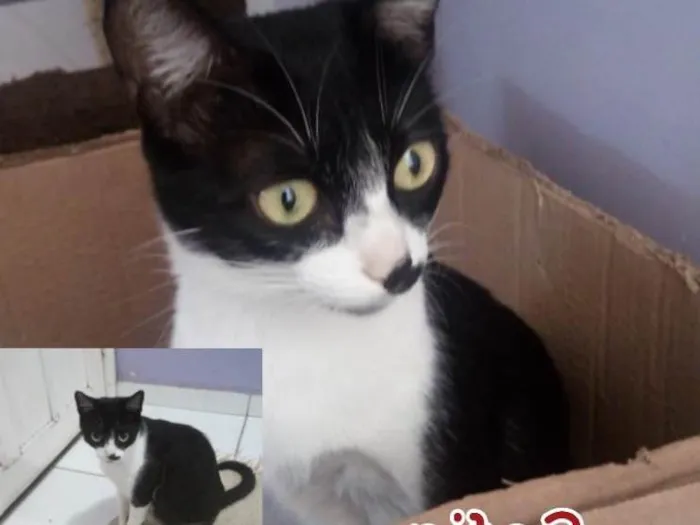 Gato ra a SRD idade 2 a 6 meses nome Sofia