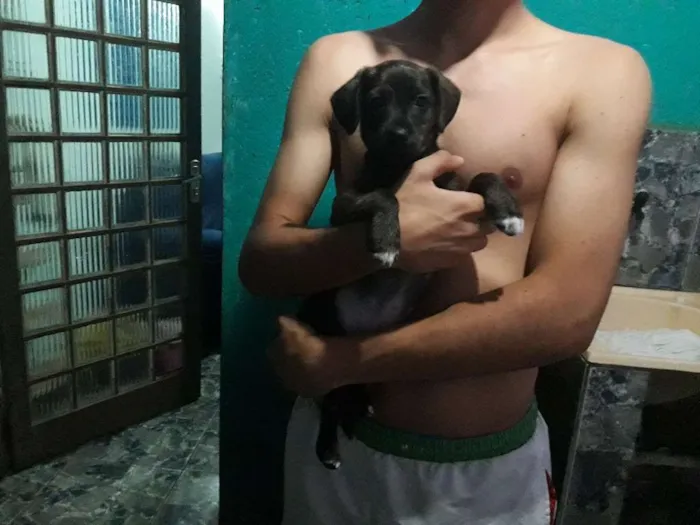 Cachorro ra a SRD idade Abaixo de 2 meses nome  sem nome ainda