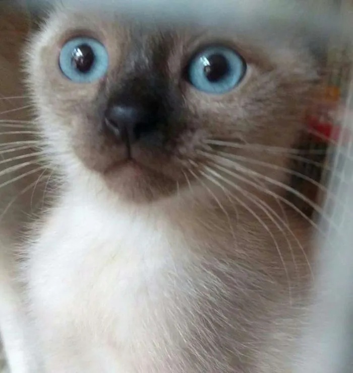 Gato ra a Srd idade 2 a 6 meses nome Gatos
