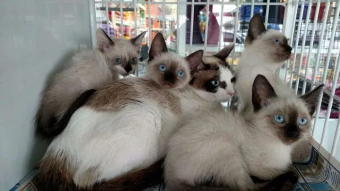 Gato ra a Srd idade 2 a 6 meses nome Gatos