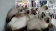 Gatos