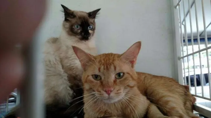 Gato ra a Srd idade 2 a 6 meses nome Gatos