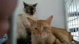 Gatos