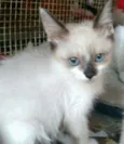 Gatos