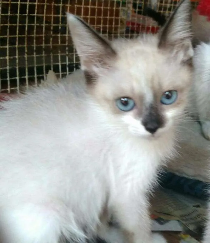 Gato ra a Srd idade 2 a 6 meses nome Gatos