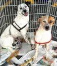 Cães