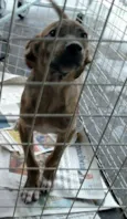Cães