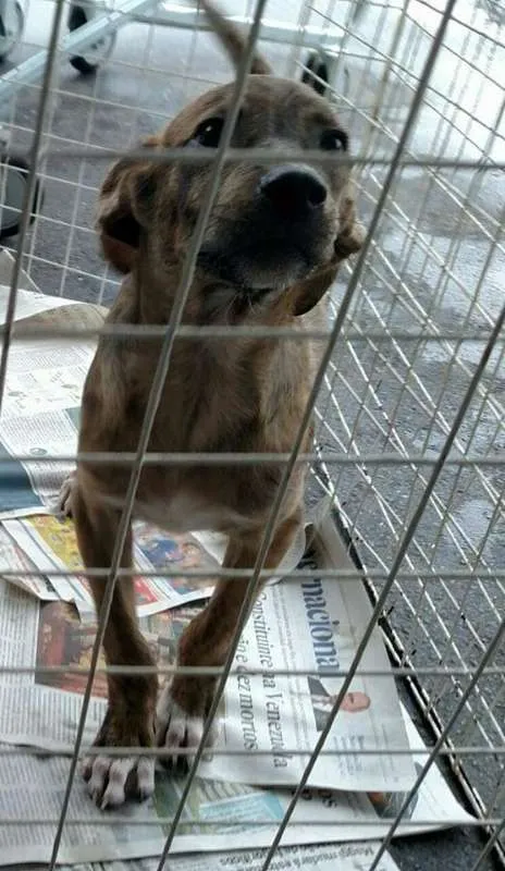 Cachorro ra a srd idade 1 ano nome Cães