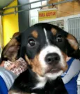 Cães