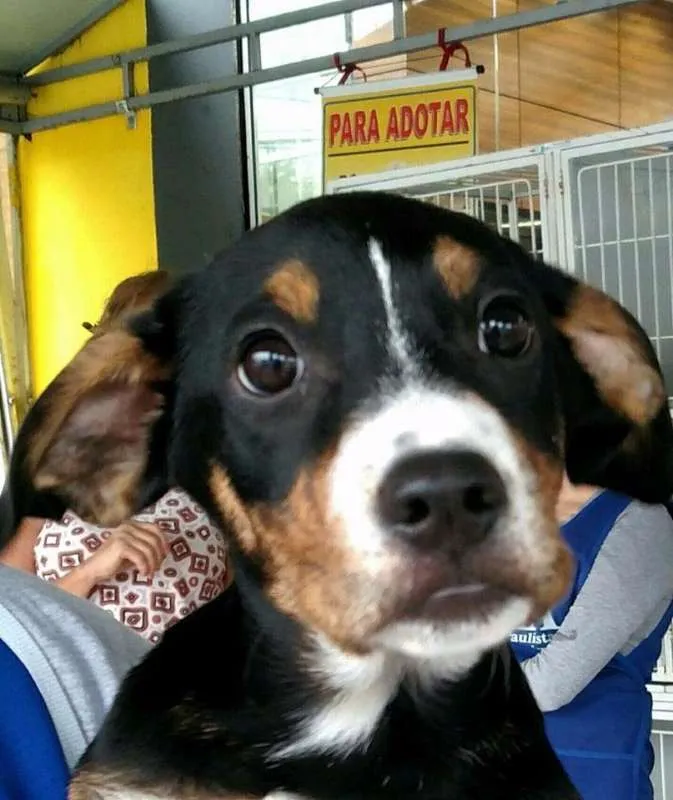 Cachorro ra a srd idade 1 ano nome Cães
