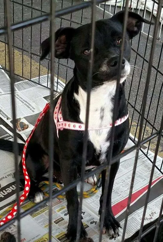 Cachorro ra a srd idade 1 ano nome Cães