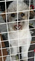 Cães