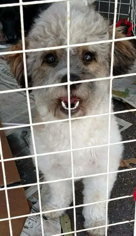 Cachorro ra a srd idade 1 ano nome Cães
