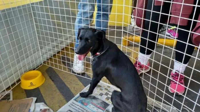 Cachorro ra a srd idade 1 ano nome Cães