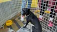 Cães