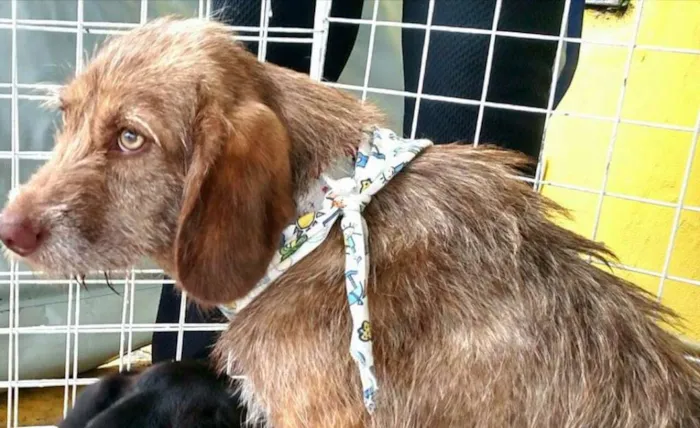 Cachorro ra a srd idade 1 ano nome Cães