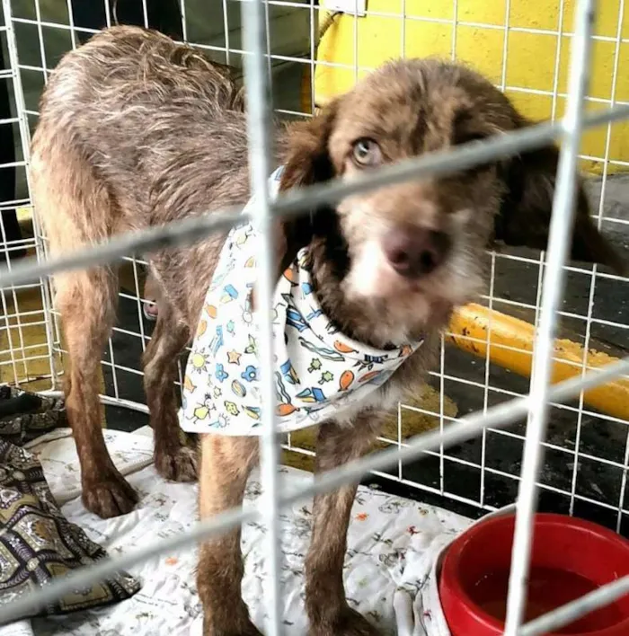 Cachorro ra a srd idade 1 ano nome Cães