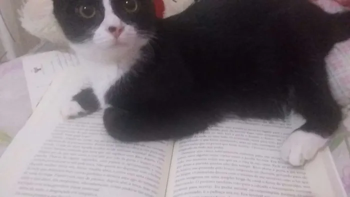 Gato raça Sem raça definida idade 1 ano nome Ravena