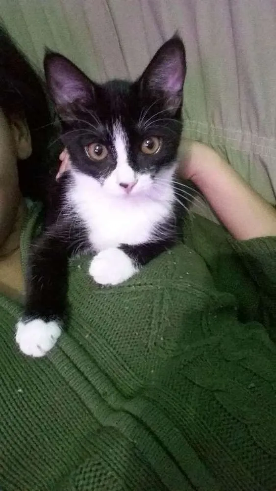 Gato raça Sem raça definida idade 1 ano nome Ravena