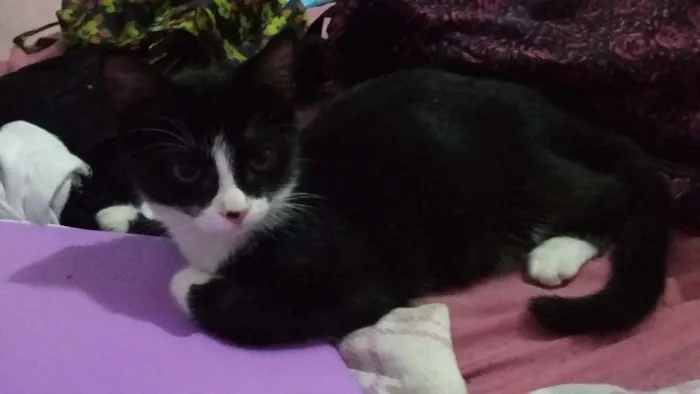 Gato raça Sem raça definida idade 1 ano nome Ravena