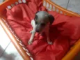 Tico, Teco e Teca