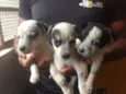 Tico, Teco e Teca