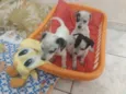 Tico, Teco e Teca