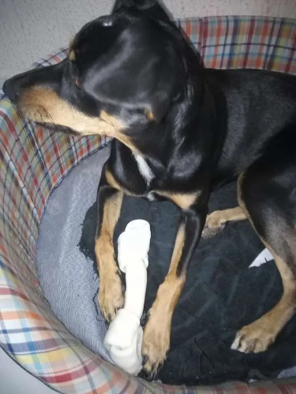 Cachorro ra a srd idade 7 a 11 meses nome Jade